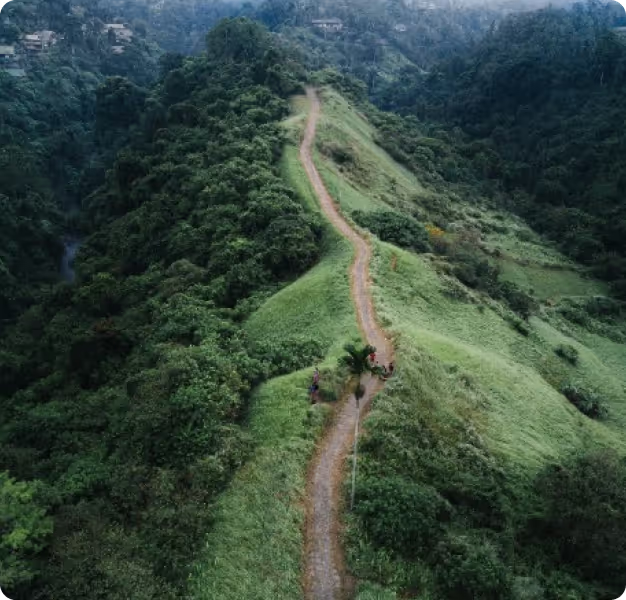 hill and trees